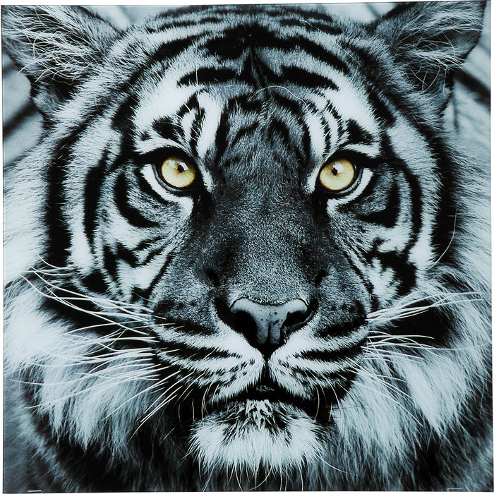 Picture Glass Face Tiger